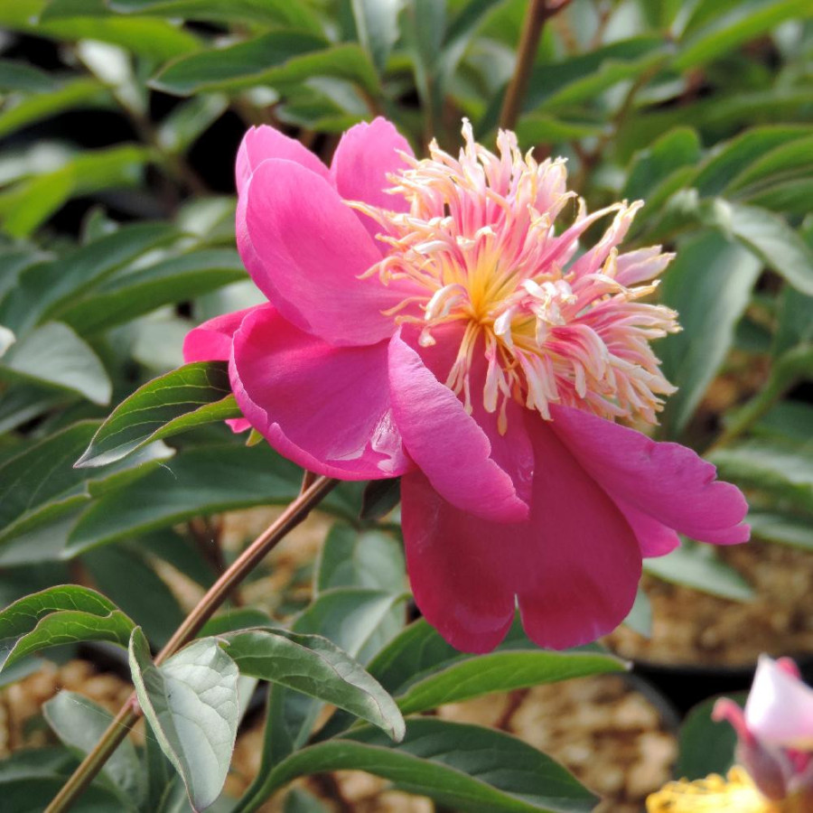 Plantes Vivaces PAEONIA 'Kino-Kimo' - Pivoine en vente - Pépinière Lepage .