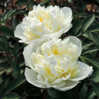 PAEONIA 'Laura Dessert'