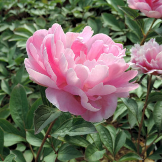 PAEONIA 'Mariette Vallée'
