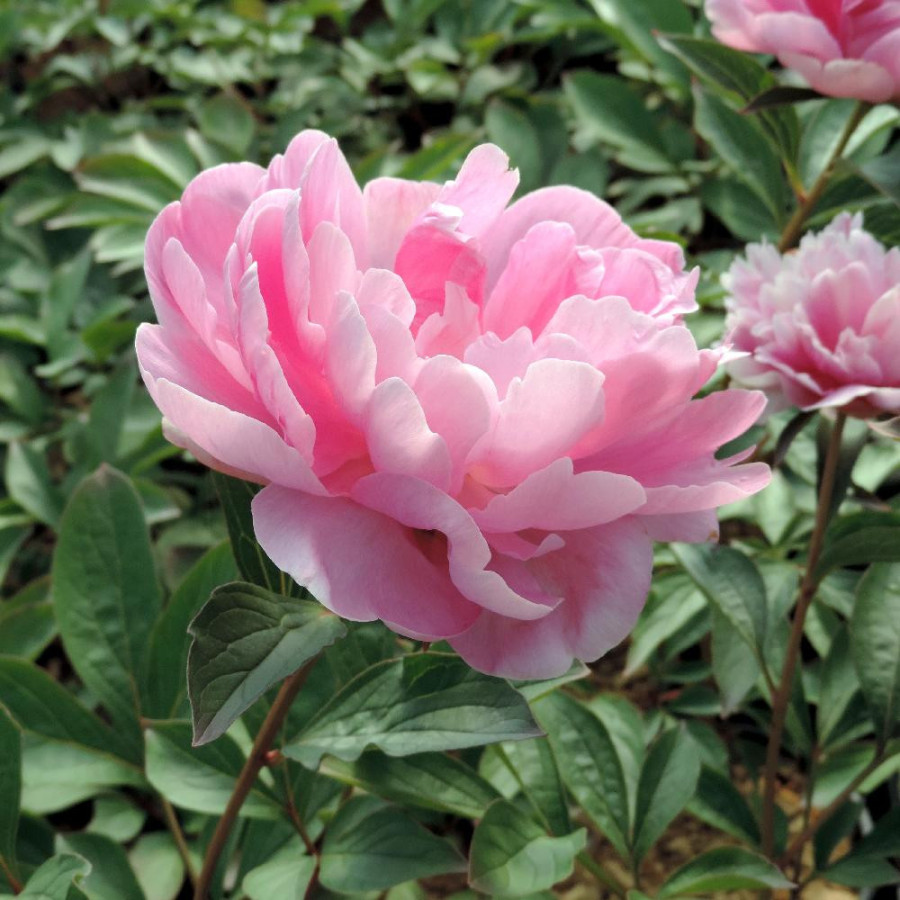Plantes Vivaces PAEONIA 'Mariette Vallée' - Pivoine en vente - Pépinière Lepage .