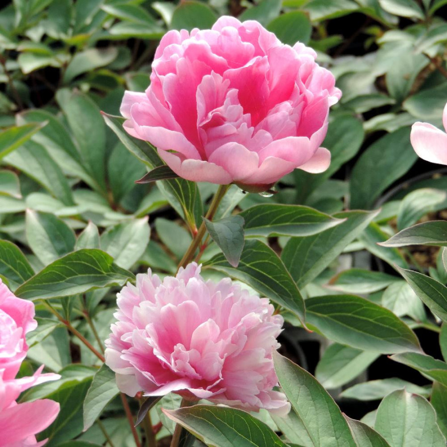 Plantes Vivaces PAEONIA 'Mariette Vallée' - Pivoine en vente - Pépinière Lepage .