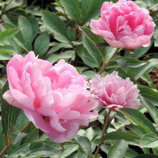 Plantes Vivaces PAEONIA 'Mariette Vallée' - Pivoine en vente - Pépinière Lepage .