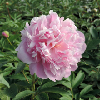PAEONIA 'Monsieur Jules Elie'