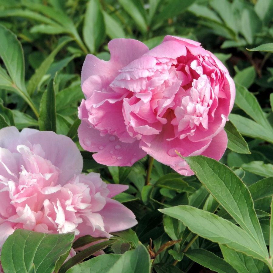 Plantes Vivaces PAEONIA 'Monsieur Jules Elie' - Pivoine en vente - Pépinière Lepage .