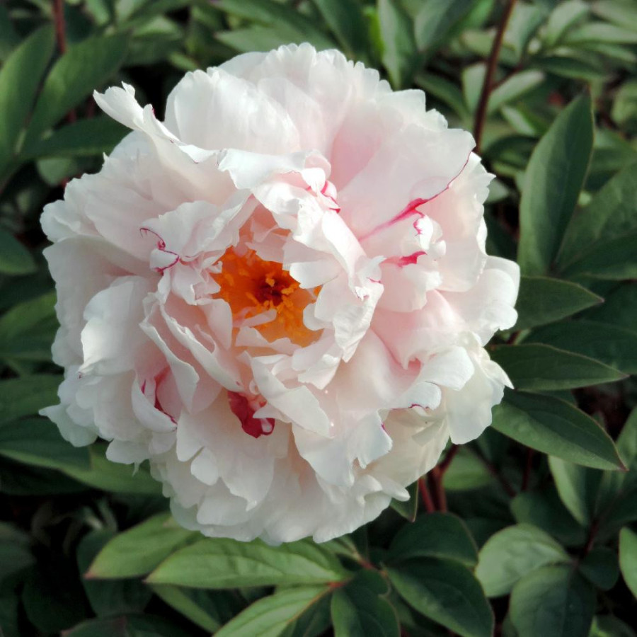 Plantes Vivaces PAEONIA 'Reine Hortense' - Pivoine en vente - Pépinière Lepage .