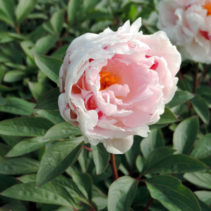 Plantes Vivaces PAEONIA 'Reine Hortense' - Pivoine en vente - Pépinière Lepage .