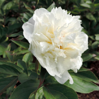 PAEONIA 'Shirley Temple'