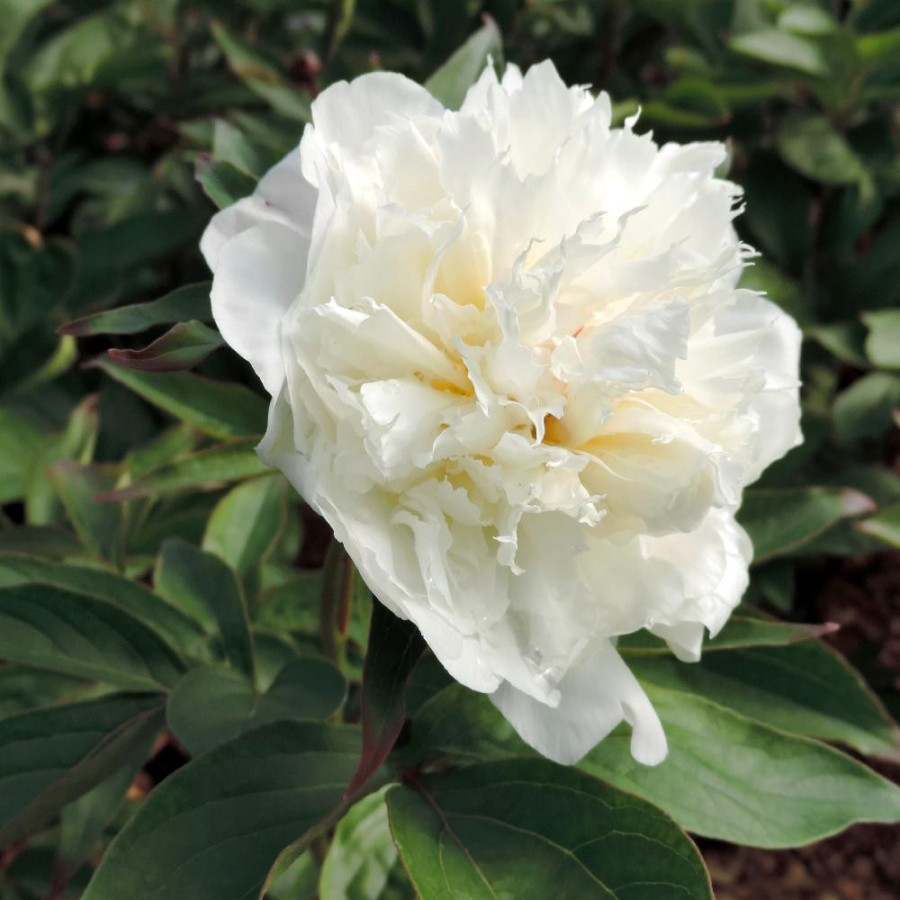 Plantes Vivaces PAEONIA 'Shirley Temple' - Pivoine en vente - Pépinière Lepage .
