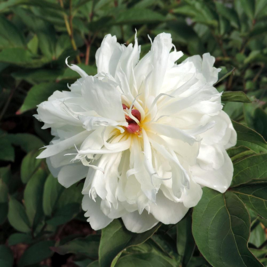 Plantes Vivaces PAEONIA 'Shirley Temple' - Pivoine en vente - Pépinière Lepage .