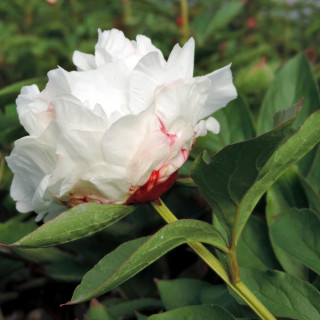 Plantes Vivaces PAEONIA 'Shirley Temple' - Pivoine en vente - Pépinière Lepage .