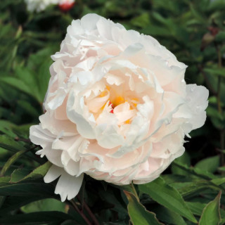 PAEONIA 'Vogue'