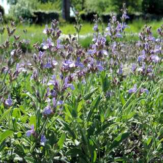 Plantes Vivaces SALVIA lavandulifolia - Sauge en vente - Pépinière Lepage .