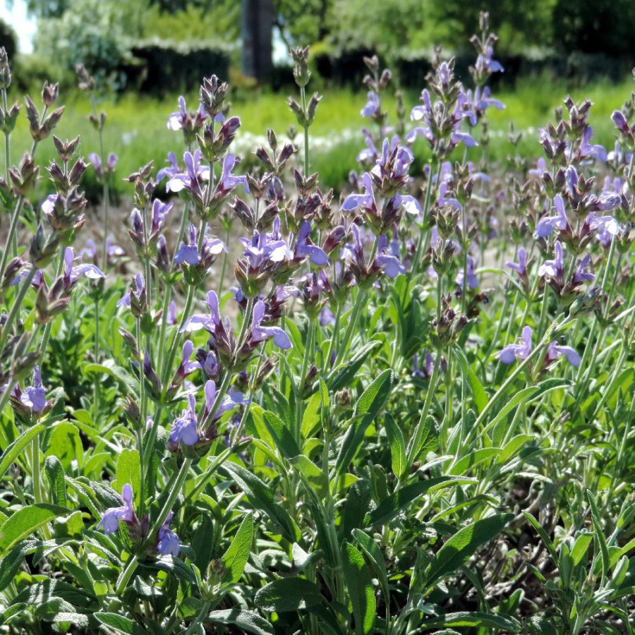 Plantes Vivaces SALVIA lavandulifolia - Sauge en vente - Pépinière Lepage .