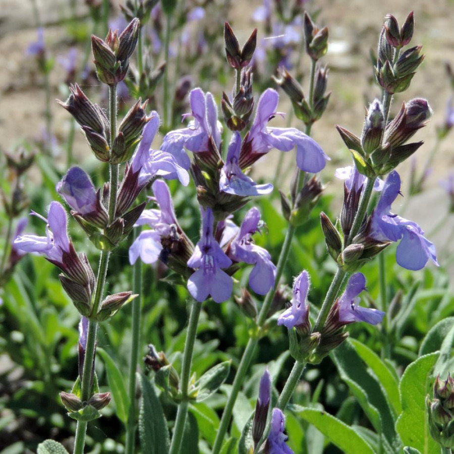 Plantes Vivaces SALVIA lavandulifolia - Sauge en vente - Pépinière Lepage .