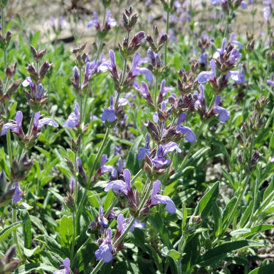 Plantes Vivaces SALVIA lavandulifolia - Sauge en vente - Pépinière Lepage .
