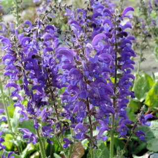 Plantes Vivaces SALVIA pratensis 'Evening Attire' ® - Sauge en vente - Sauge des prés en vente - Pépinière Lepage .