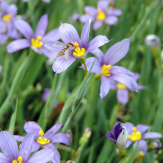 SISYRINCHIUM idahoense