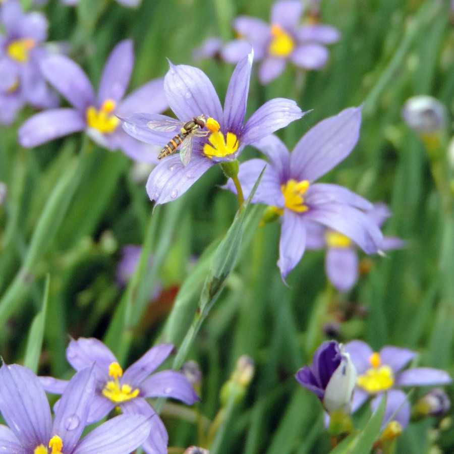 Plantes Vivaces SISYRINCHIUM idahoense - Bermudienne en vente - Herbe aux yeux bleus en vente - Pépinière Lepage .