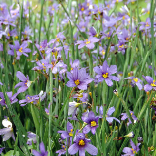 Plantes Vivaces SISYRINCHIUM idahoense - Bermudienne en vente - Herbe aux yeux bleus en vente - Pépinière Lepage .