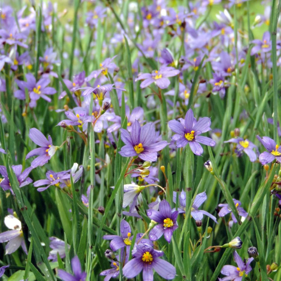 Plantes Vivaces SISYRINCHIUM idahoense - Bermudienne en vente - Herbe aux yeux bleus en vente - Pépinière Lepage .