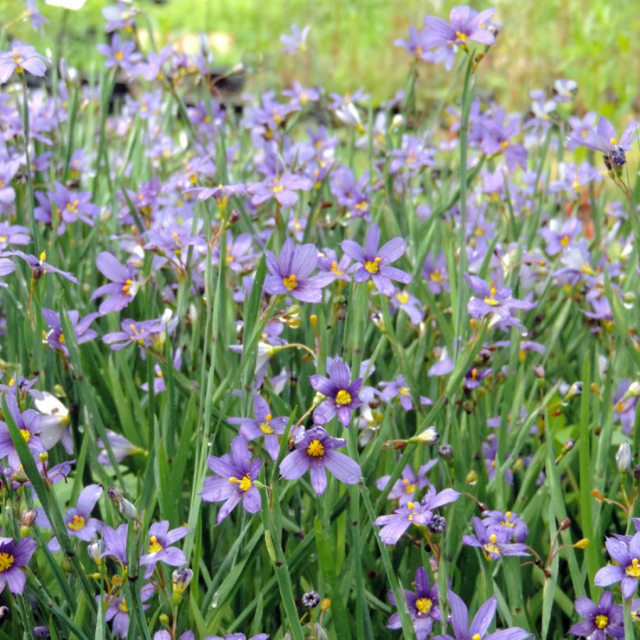 Plantes Vivaces SISYRINCHIUM idahoense - Bermudienne en vente - Herbe aux yeux bleus en vente - Pépinière Lepage .