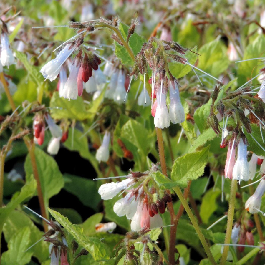 Plantes Vivaces SYMPHYTUM grandiflorum 'Wisley Blue' - Consoude en vente - Pépinière Lepage .