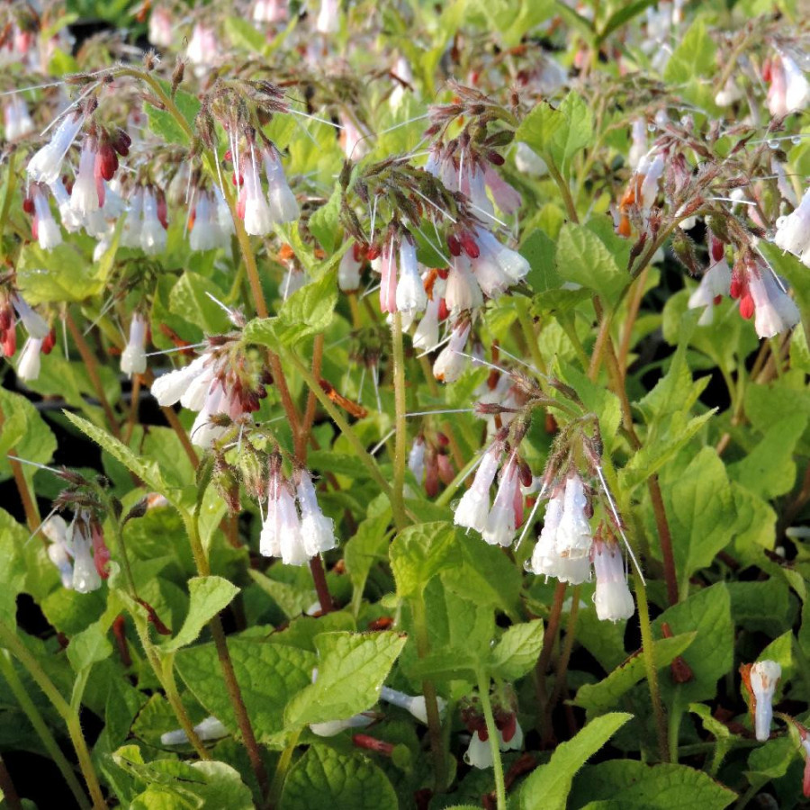 Plantes Vivaces SYMPHYTUM grandiflorum 'Wisley Blue' - Consoude en vente - Pépinière Lepage .