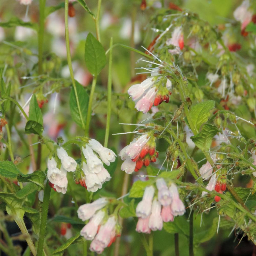 Plantes Vivaces SYMPHYTUM grandiflorum 'Hidcote Pink' - Consoude en vente - Pépinière Lepage .