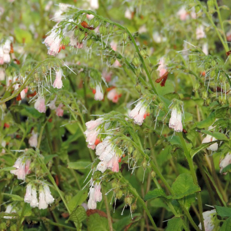 Plantes Vivaces SYMPHYTUM grandiflorum 'Hidcote Pink' - Consoude en vente - Pépinière Lepage .