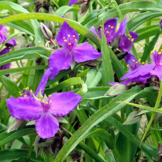 TRADESCANTIA 'Karminglut' (Andersoniana Group)
