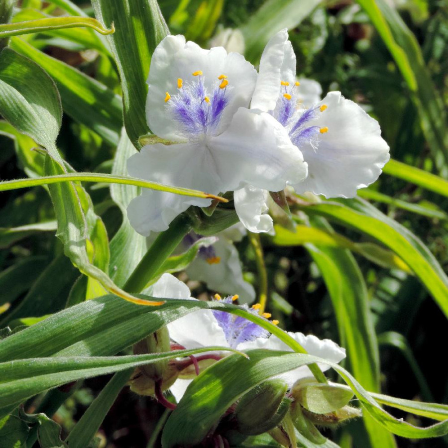 Plantes Vivaces TRADESCANTIA 'Osprey' (Andersoniana Group) - Ephémère de Virginie en vente - Pépinière Lepage .