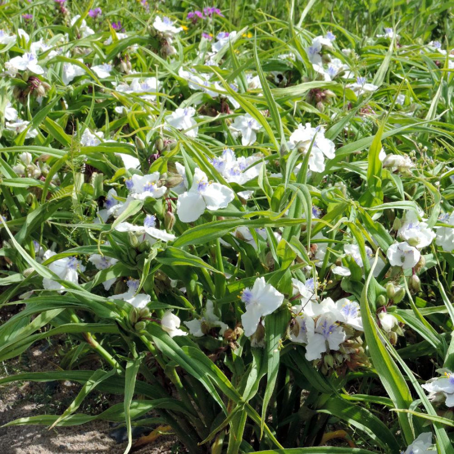 Plantes Vivaces TRADESCANTIA 'Osprey' (Andersoniana Group) - Ephémère de Virginie en vente - Pépinière Lepage .