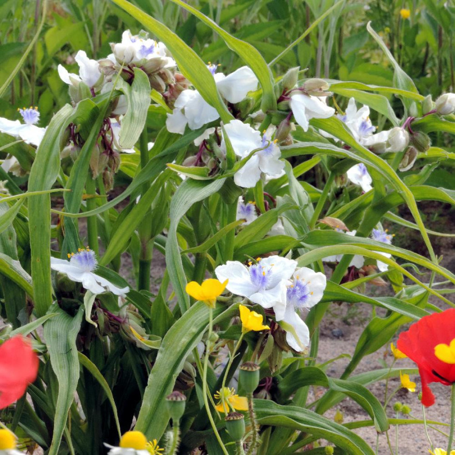Plantes Vivaces TRADESCANTIA 'Osprey' (Andersoniana Group) - Ephémère de Virginie en vente - Pépinière Lepage .