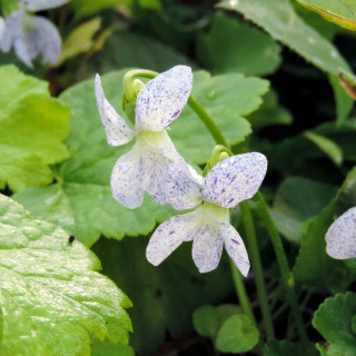 Plantes Vivaces VIOLA sororia 'Freckles' - Violette en vente - Pépinière Lepage .