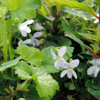 Plantes Vivaces VIOLA sororia 'Freckles' - Violette en vente - Pépinière Lepage .