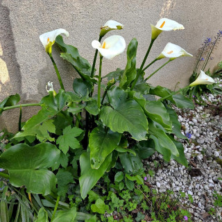 Plantes Vivaces ZANTEDESCHIA aethiopica 'Crowborough' - Arum d'Ethiopie en vente - Pépinière Lepage .