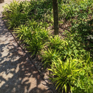 Plantes Vivaces LUZULA sylvatica - Luzule en vente - Luzule des bois en vente - Pépinière Lepage .