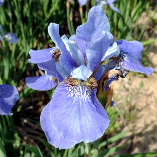 Plantes Vivaces IRIS sibirica 'Blue Moon' - Iris de Sibérie en vente - Pépinière Lepage .