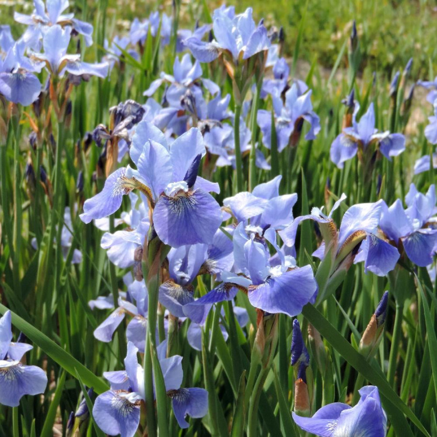 Plantes Vivaces IRIS sibirica 'Blue Moon' - Iris de Sibérie en vente - Pépinière Lepage .