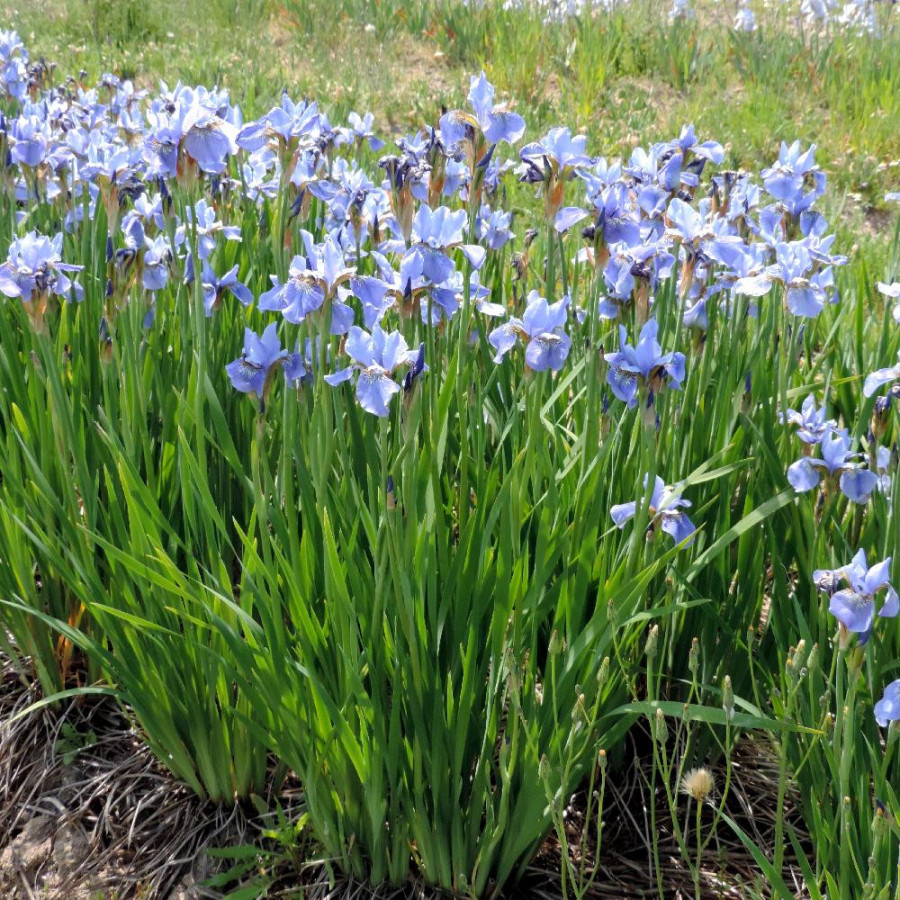 Plantes Vivaces IRIS sibirica 'Blue Moon' - Iris de Sibérie en vente - Pépinière Lepage .