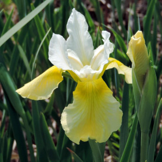Plantes Vivaces IRIS sibirica 'Butter and Sugar' - Iris de Sibérie en vente - Pépinière Lepage .