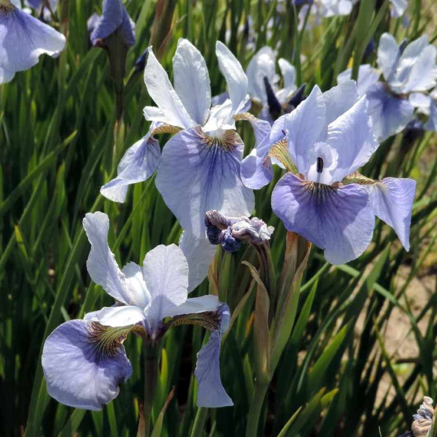 Plantes Vivaces IRIS sibirica 'Cool Spring' - Iris de Sibérie en vente - Pépinière Lepage .