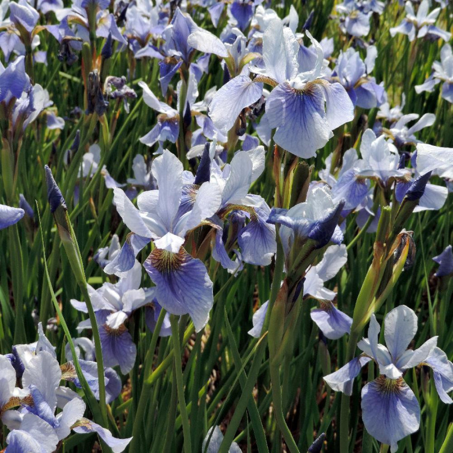 Plantes Vivaces IRIS sibirica 'Cool Spring' - Iris de Sibérie en vente - Pépinière Lepage .