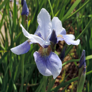 Plantes Vivaces IRIS sibirica 'Cool Spring' - Iris de Sibérie en vente - Pépinière Lepage .