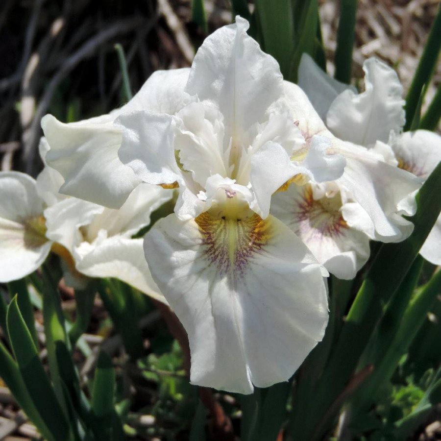 Plantes Vivaces IRIS sibirica 'Not Quite White' - Iris de Sibérie en vente - Pépinière Lepage .