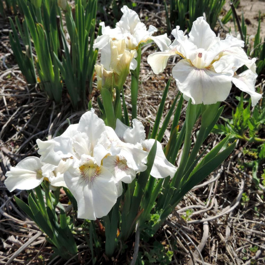 Plantes Vivaces IRIS sibirica 'Not Quite White' - Iris de Sibérie en vente - Pépinière Lepage .