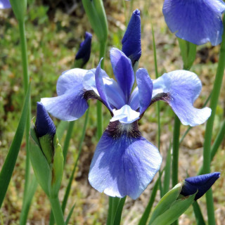 Plantes Vivaces IRIS sibirica 'Pirouette' - Iris de Sibérie en vente - Pépinière Lepage .