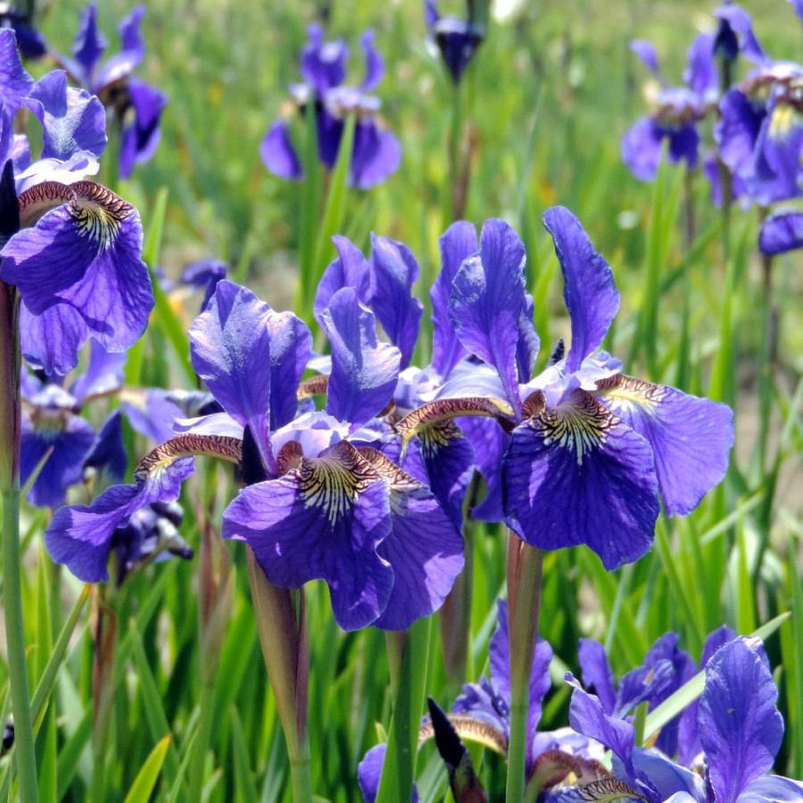 Plantes Vivaces IRIS sibirica 'Seven Seas' - Iris de Sibérie en vente - Pépinière Lepage .