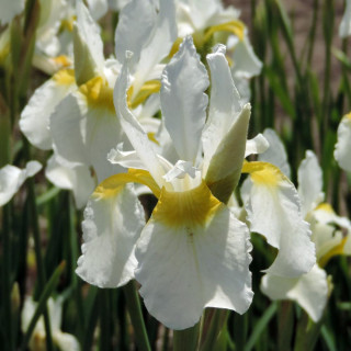 Plantes Vivaces IRIS sibirica 'Snow Crest' - Iris de Sibérie en vente - Pépinière Lepage .