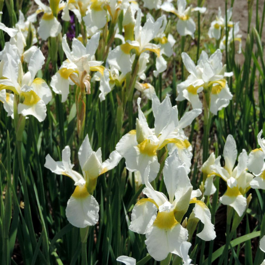 Plantes Vivaces IRIS sibirica 'Snow Crest' - Iris de Sibérie en vente - Pépinière Lepage .